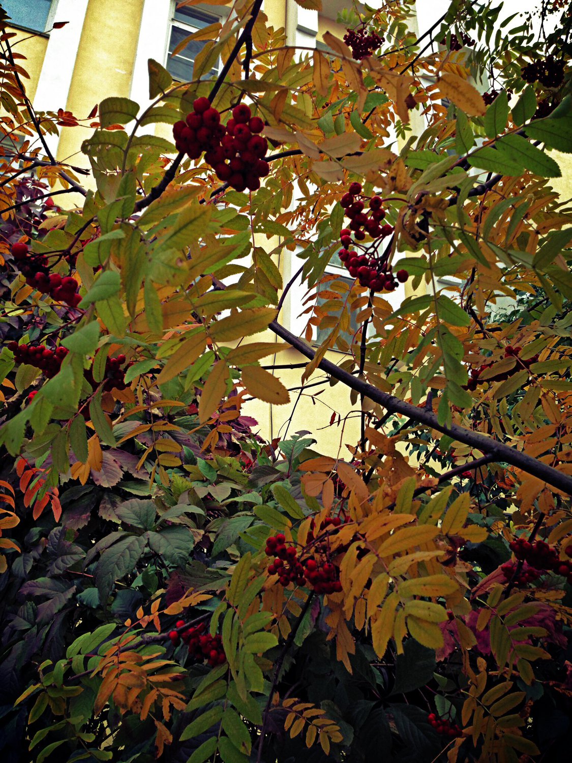 Осенняя рябина — Фото №189167