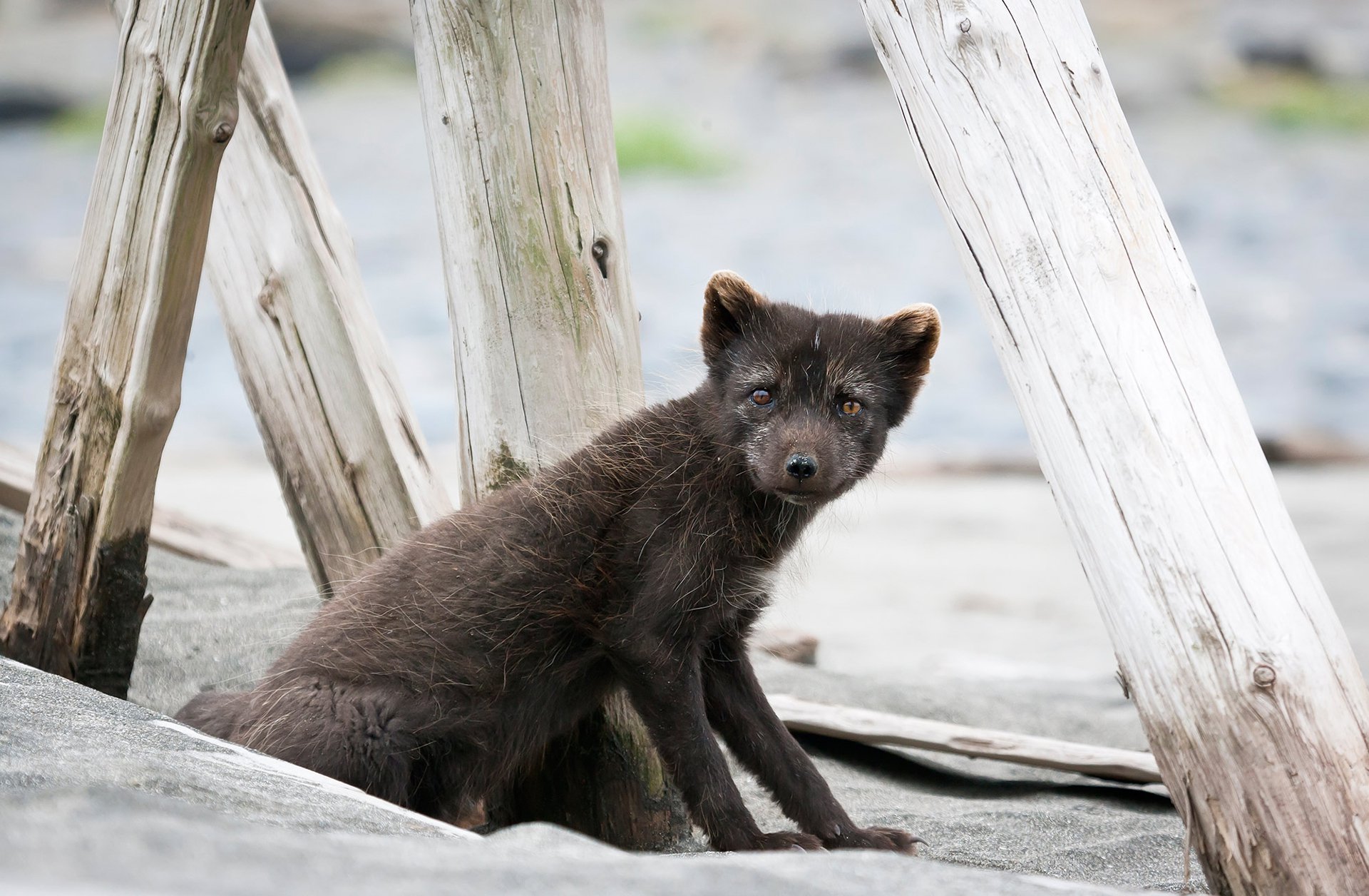 Песец на лежбище котиков