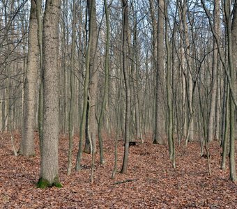 Дубово-грабовый лес Украина