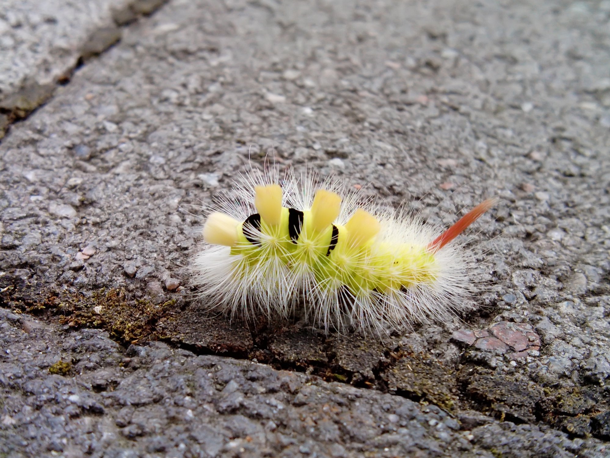 Мы жёлтые и пушистые