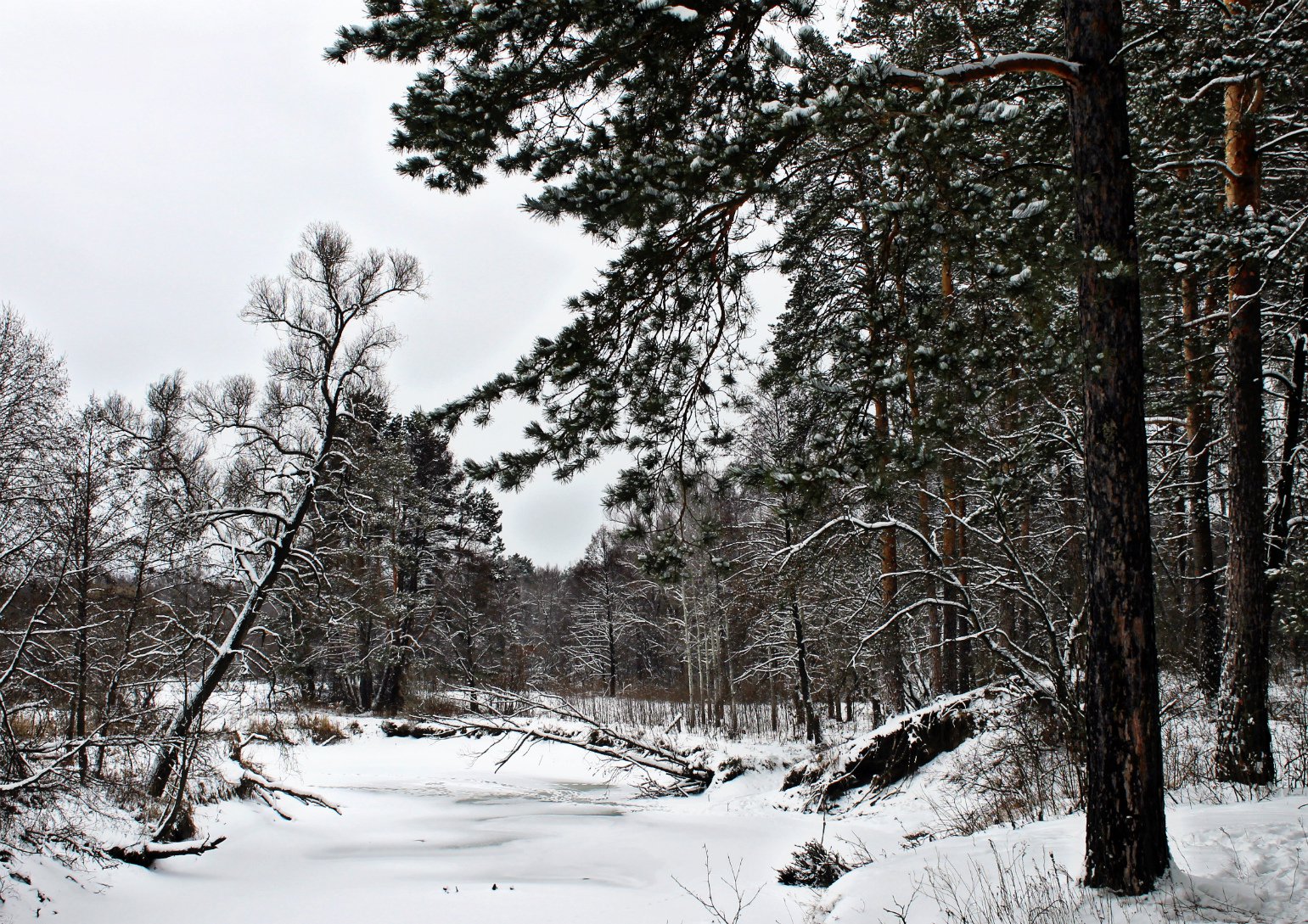 Зимой в лесу