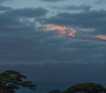 Доброе утро, Килиманджаро!