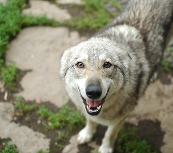 Тайга - потомок волка. Камчатка