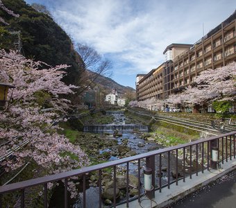 Hakone bloom