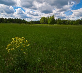 Урочище Можерь. Июньский луг.