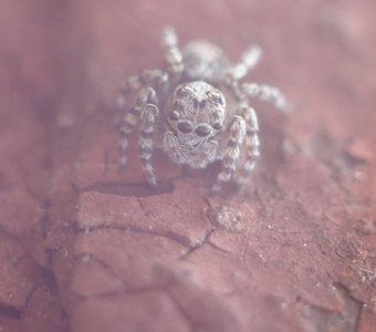 Little Spider-jumping close-up from the upper side