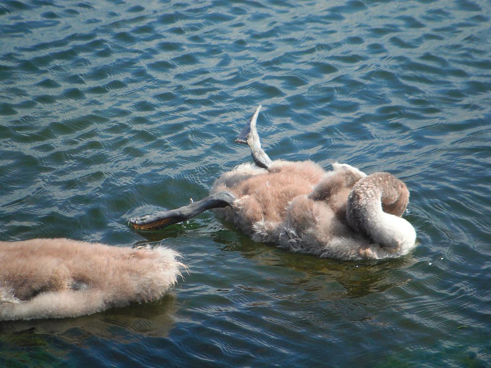 Водный балет.