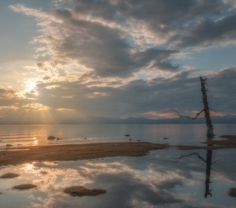 Закат у высохшего дерева