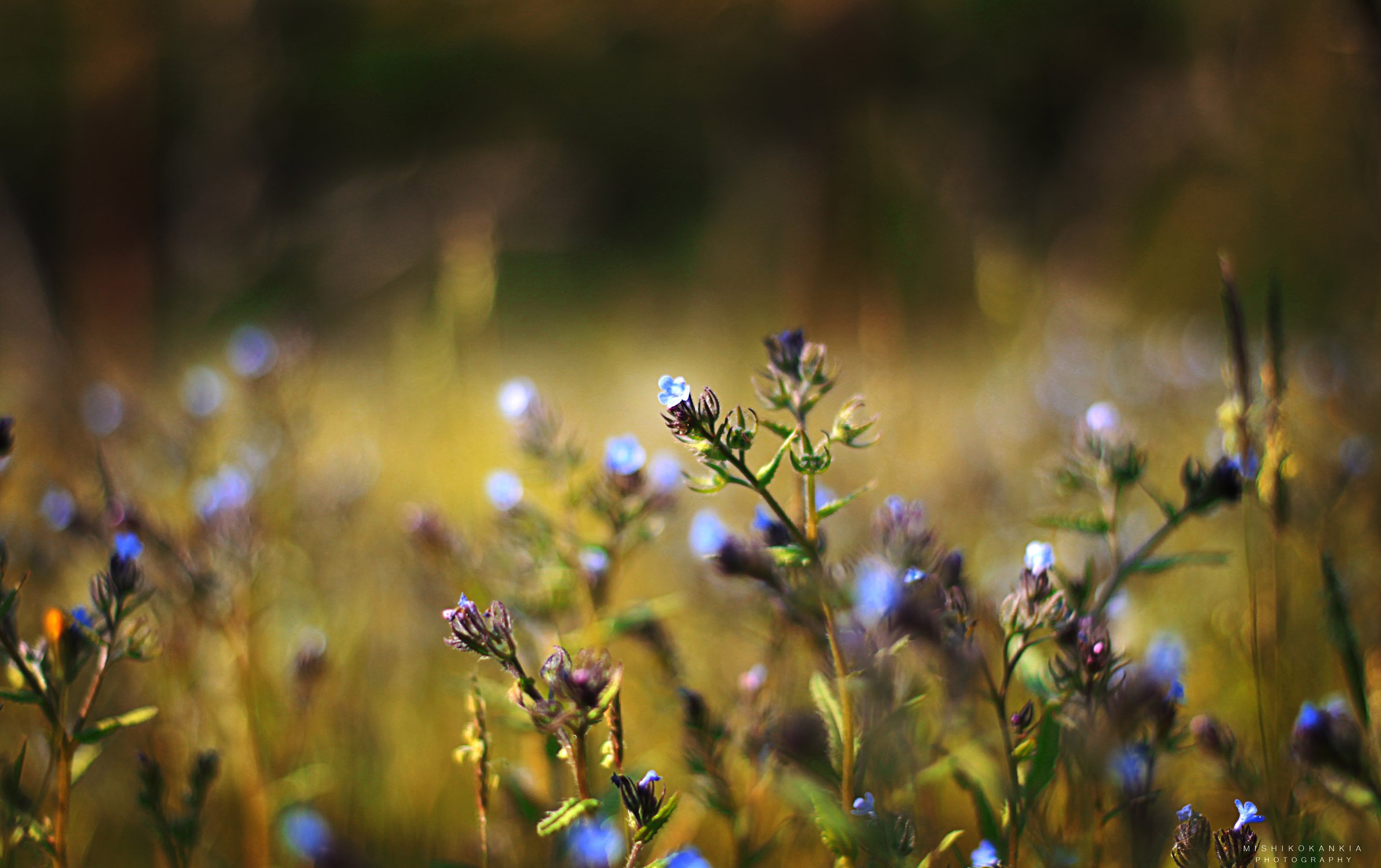 Незабудка / Myosotis