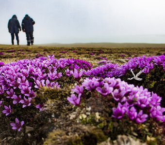 Лето в Арктике