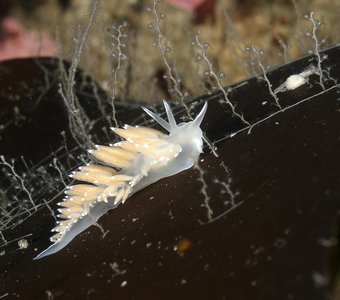 Корифелла (Coryphella verrucosa) на пастбище