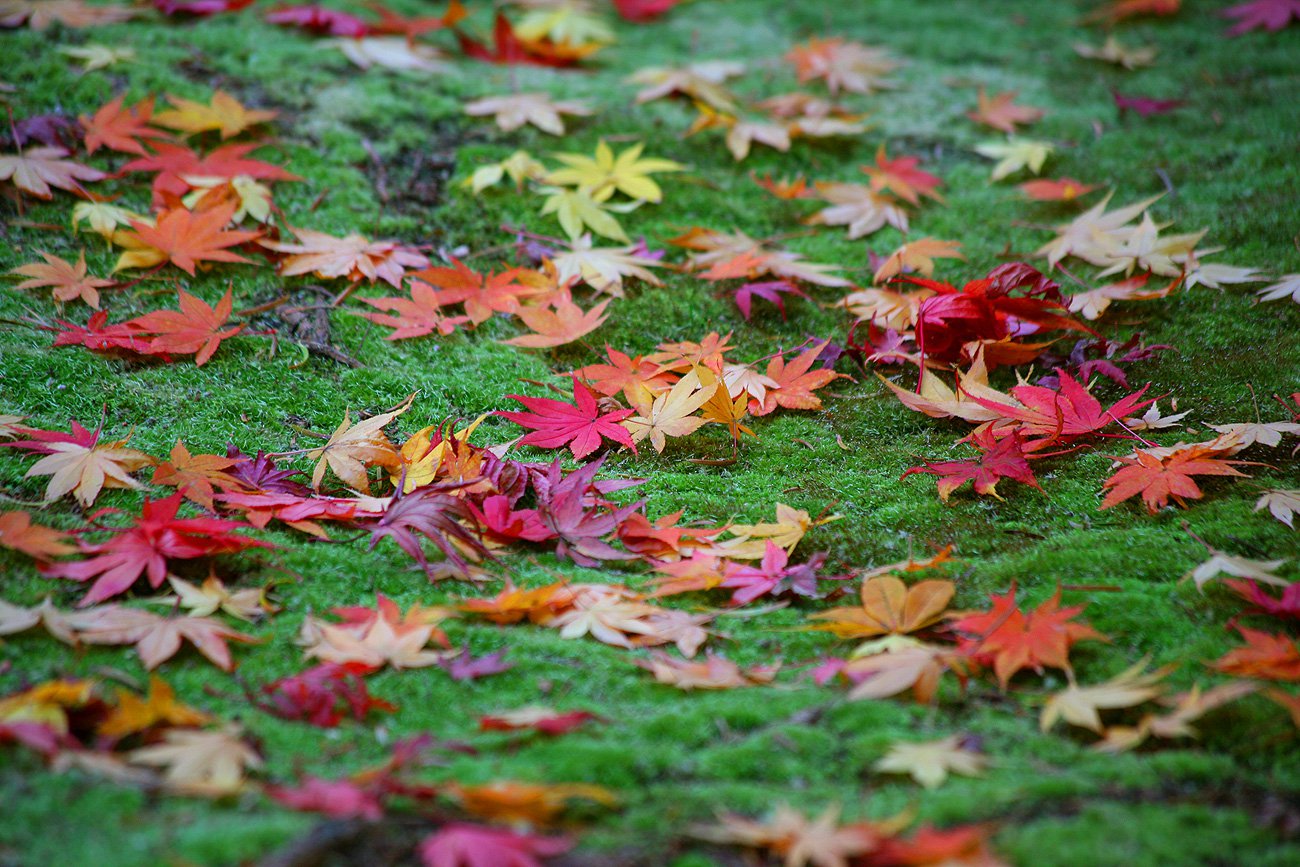 Японская осень