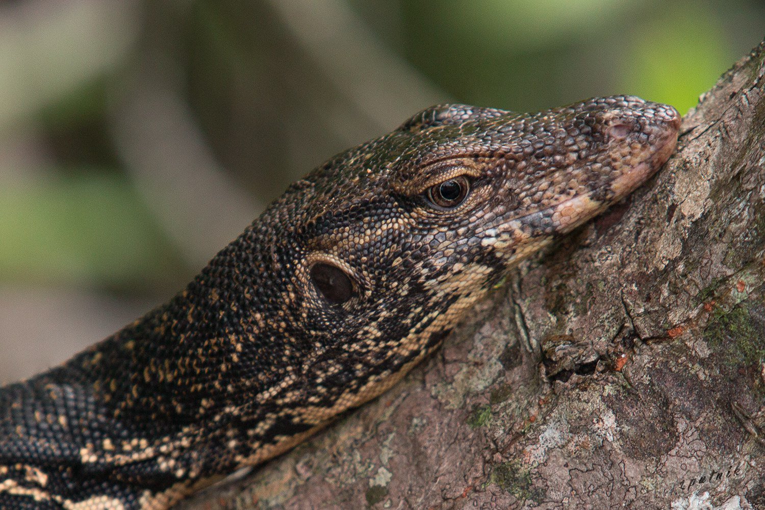 Водяной легуан