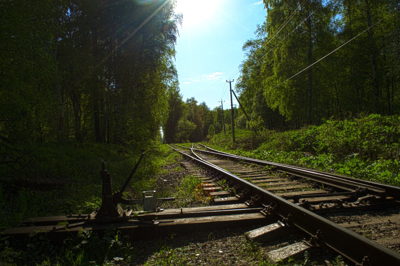 Дорога в лесу — Фото №186042