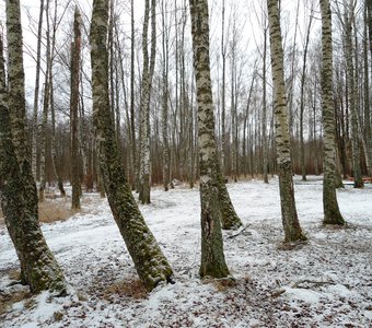 Русские красавицы