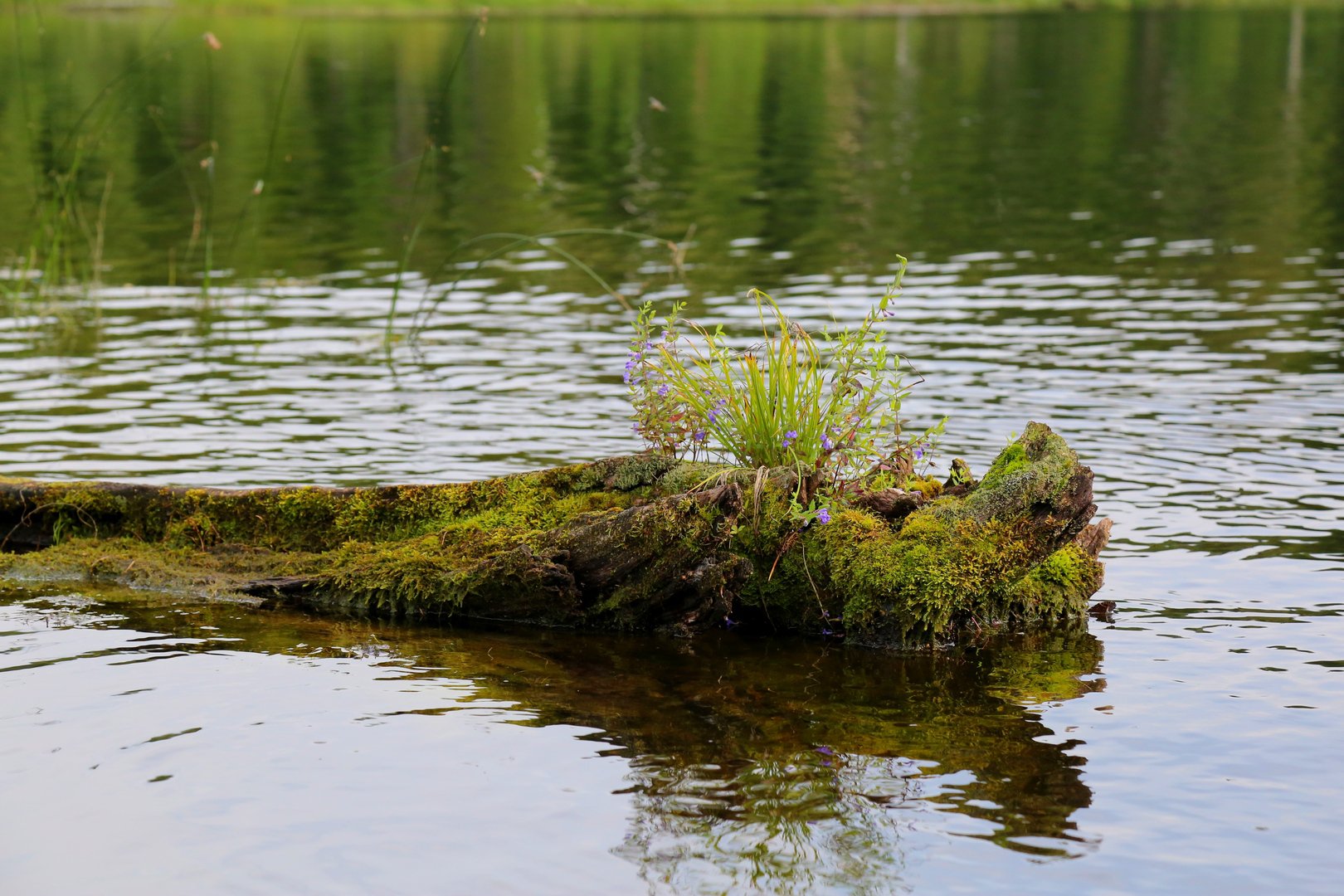 Принарядился)