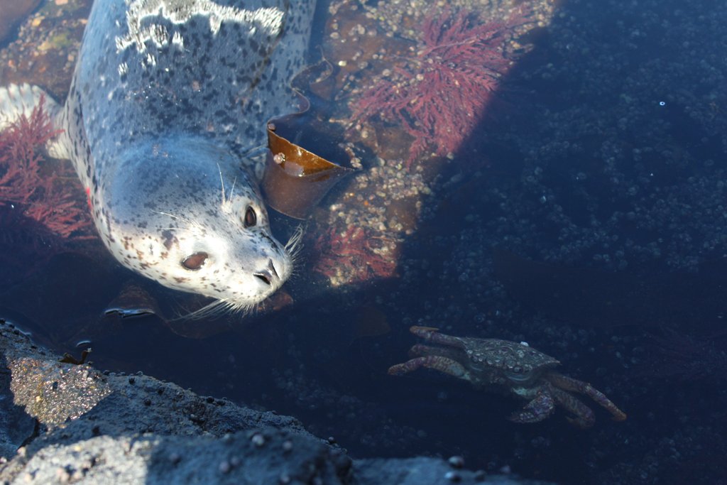неожиданная встреча