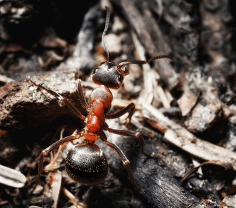Блестящая муравьинная жжжжизнь.