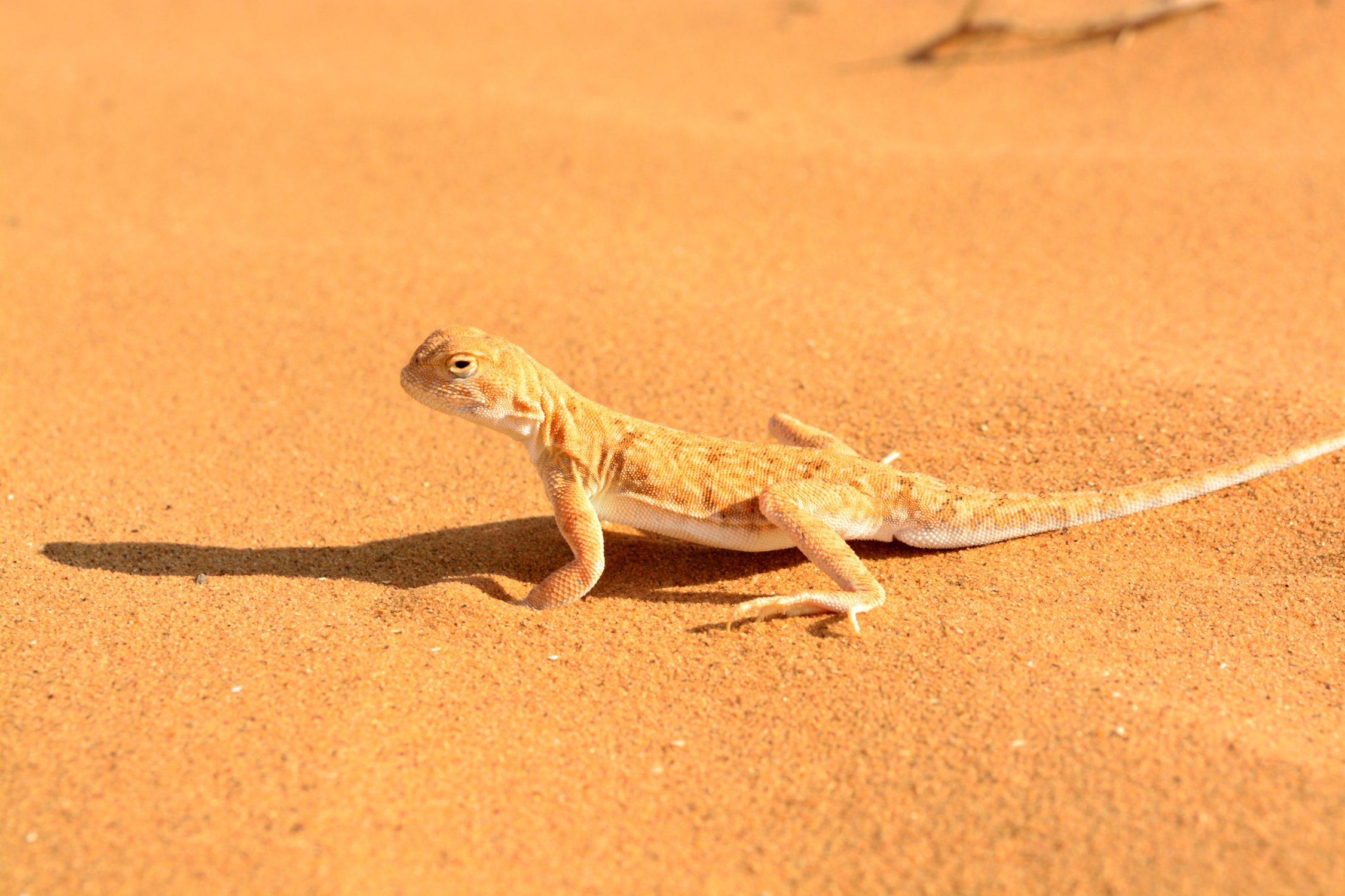 Макросъёмка: Хозяйка песков