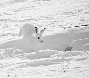Белый заяц-белый снег!