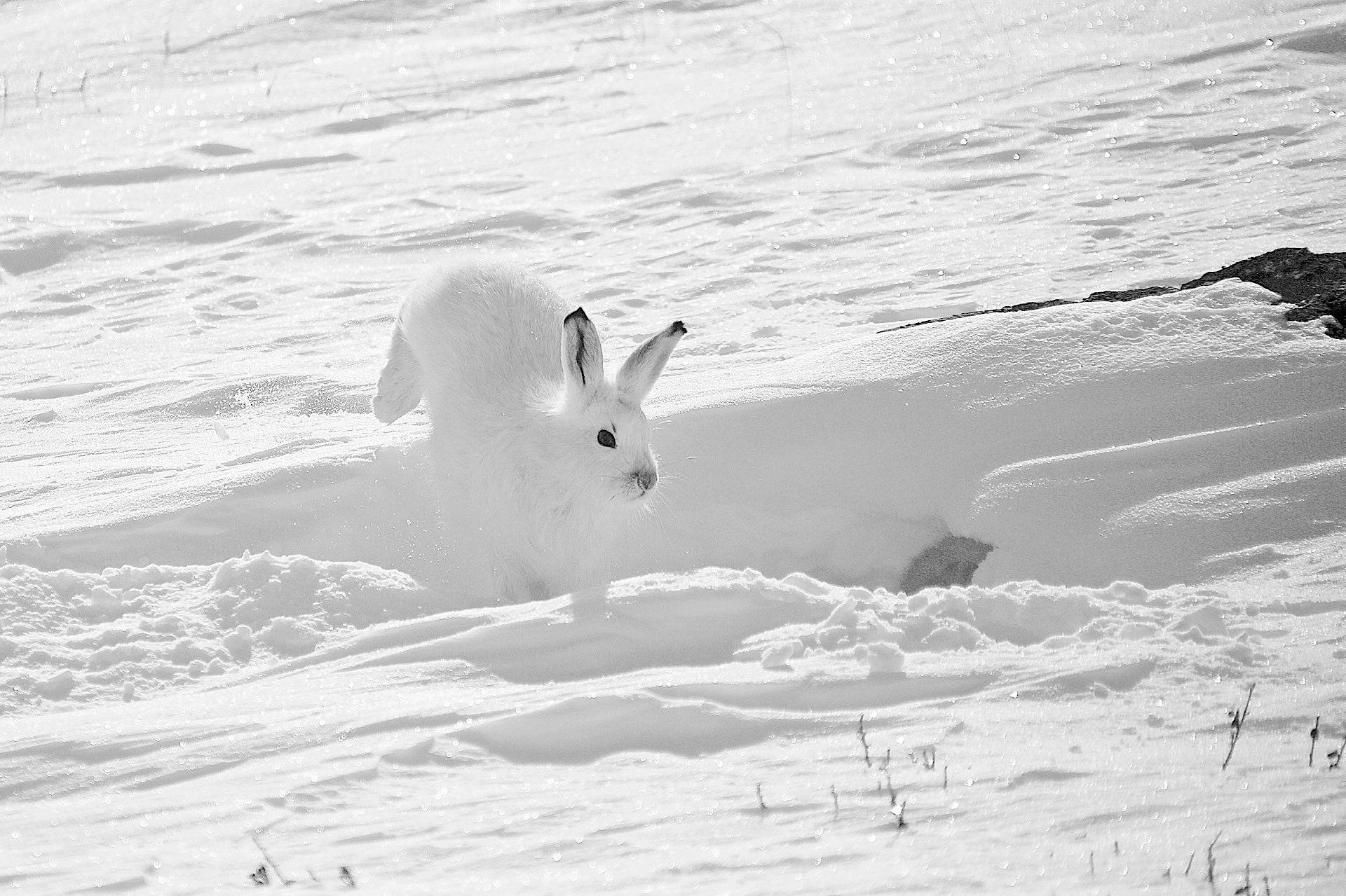 Зайка снегом. Заяц Беляк белый. Заяц Беляк на земле. Заяц Беляк Кроноцкий. Заяц Беляк на снегу.