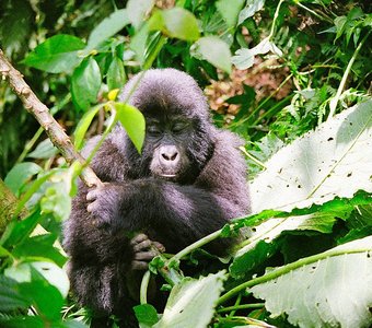 Дитя угандийской горной гориллы
