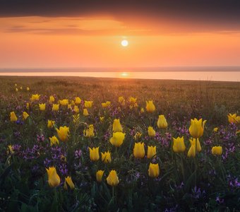Дикие тюльпаны Крыма