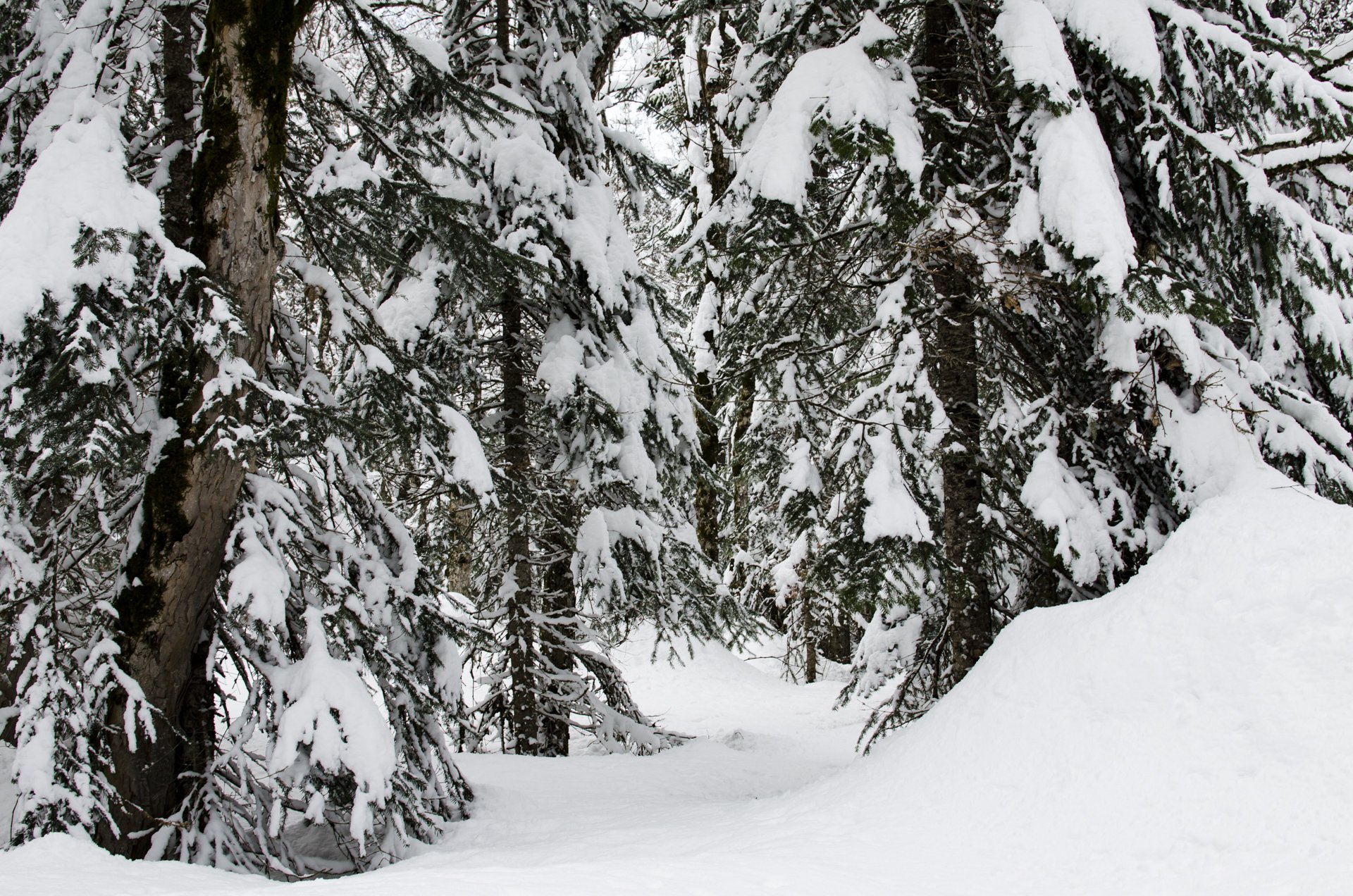 Тебердинский заповедник