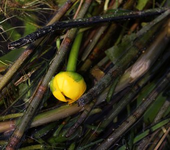 Nuphar lutea