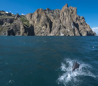 Дельфины возле Карадага