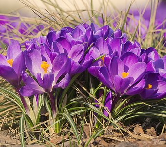 фиолетовая весна