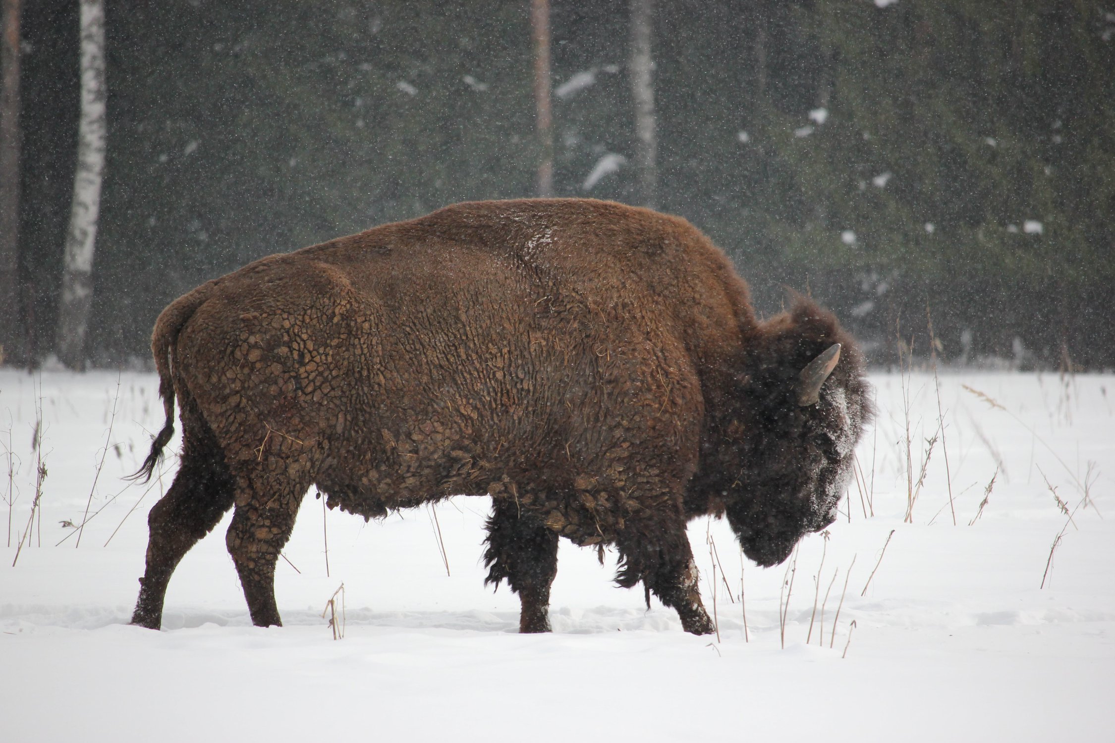 Снежный зубр
