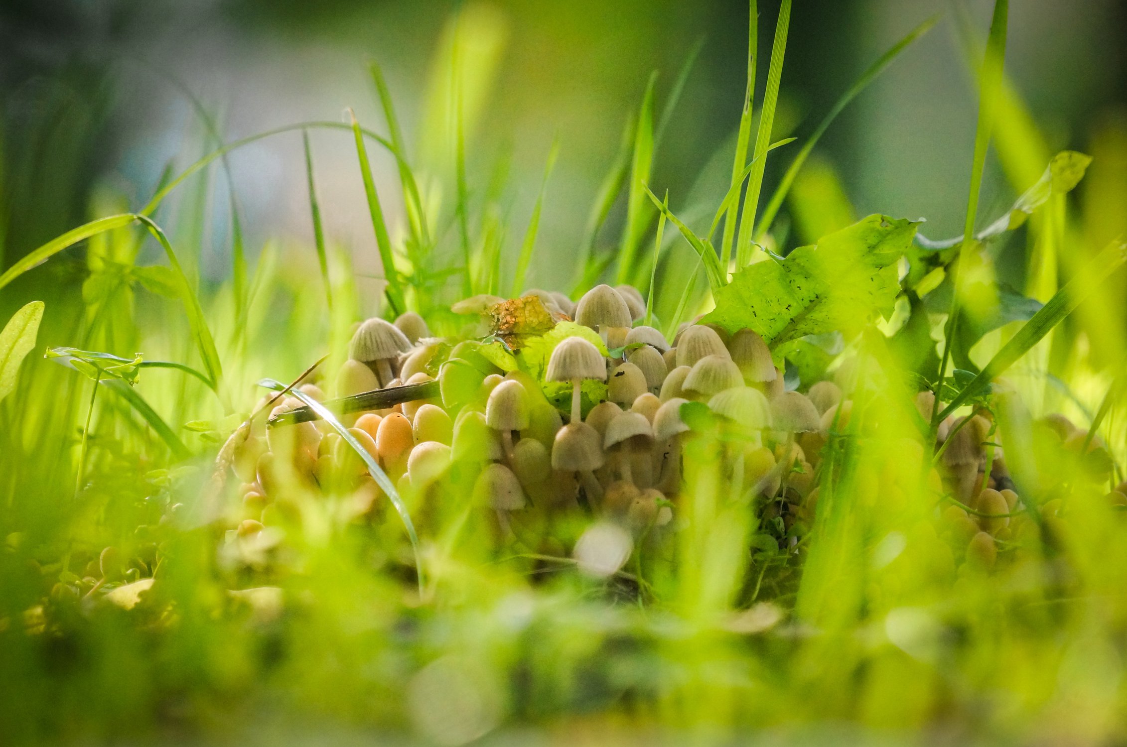 Грибы в городе