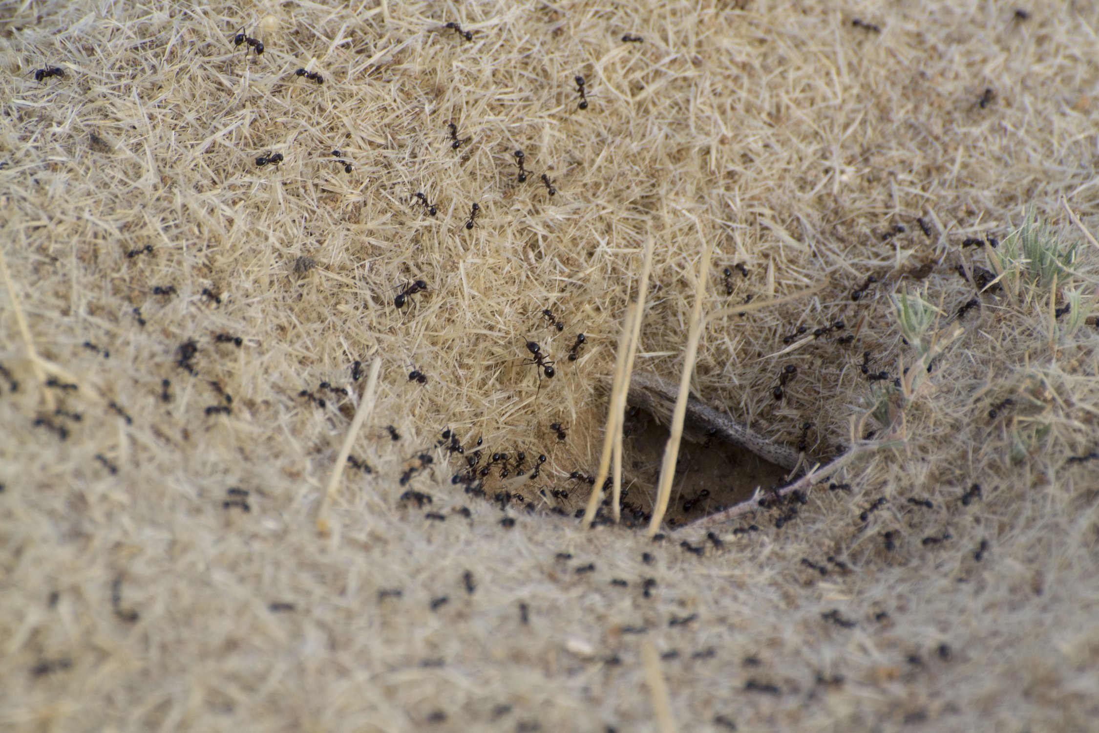 Муравейник живёт...