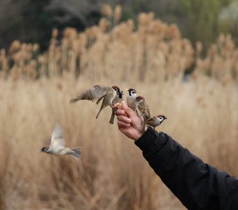 Sparrows