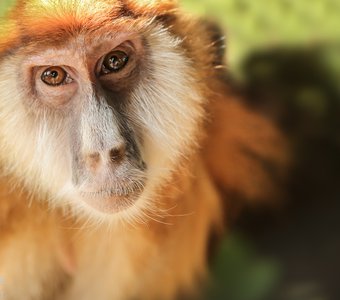Портрет рыжей обезьянки.