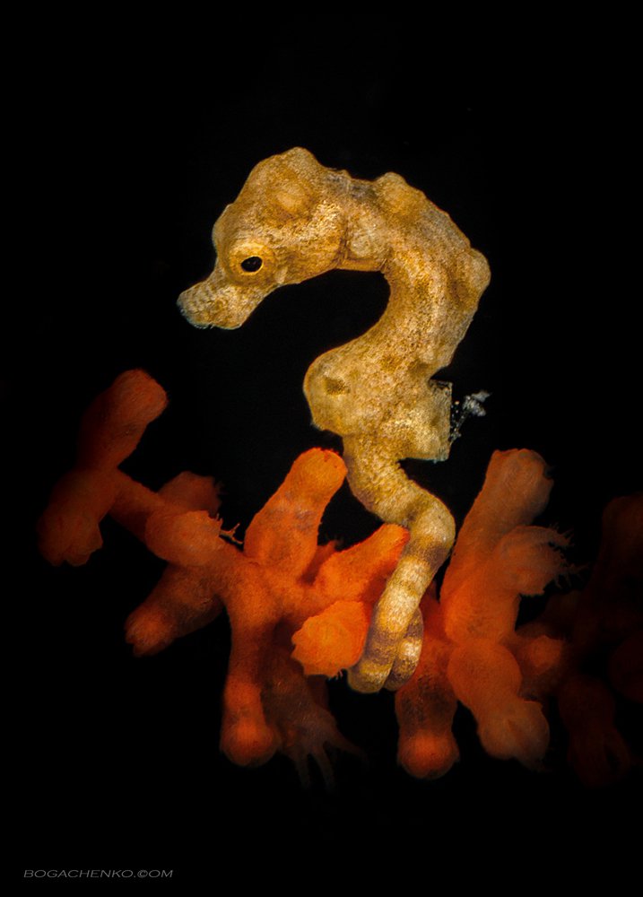 Denise's Pygmy Seahorse