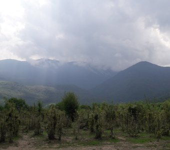 Виноградники у подножия горы Чатыр-Даг