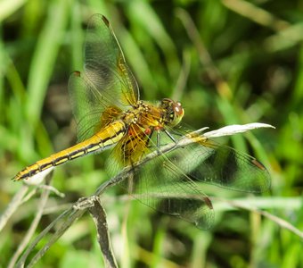 Young female Yellow dragonfly