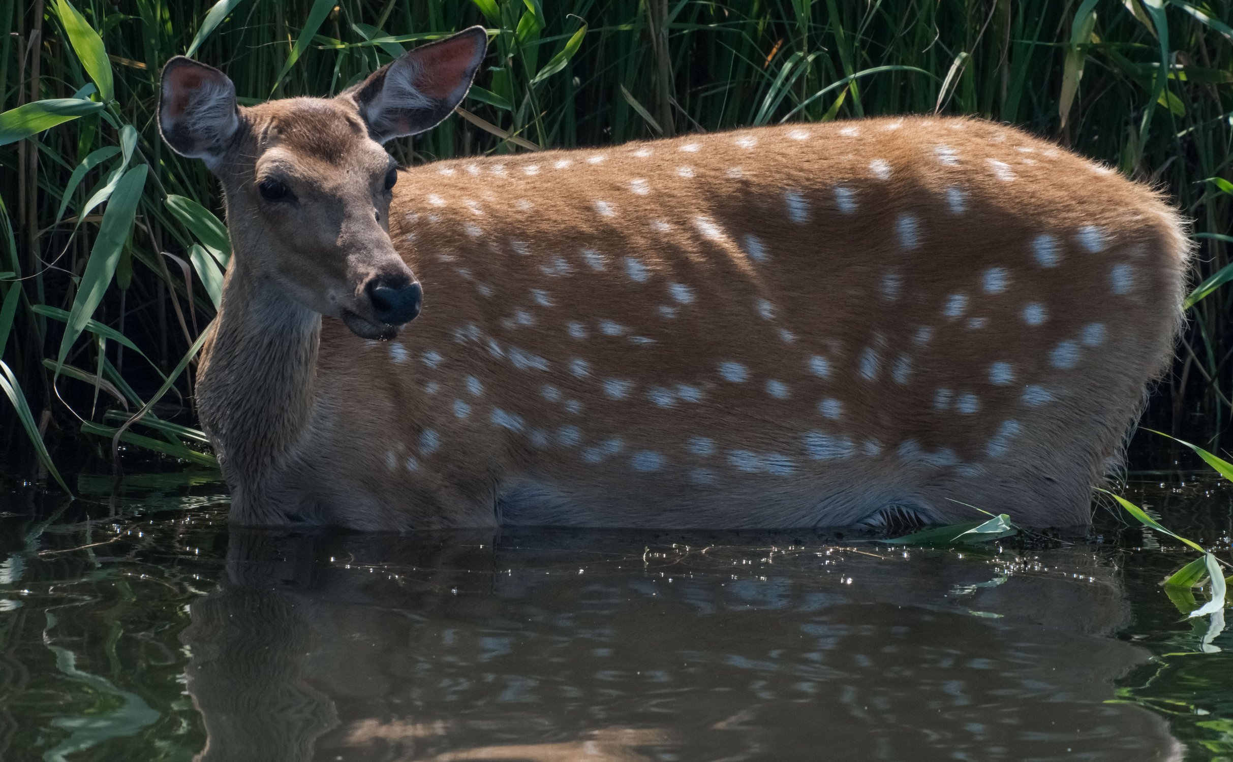 Cervus nippon