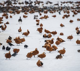 Птичий базар