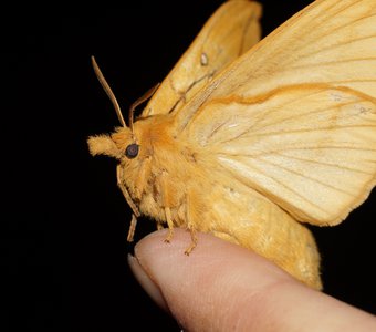 Бабочка на пальце