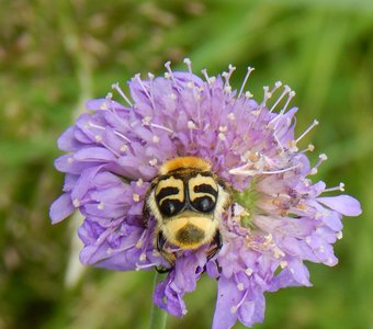 Вид сзади пятнистого жука восковика (сoleoptera/ linnaeus), питающегося на цветке