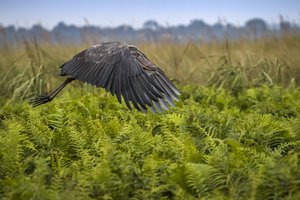 Китоглав – птица с одним из самых массивных клювов на планете