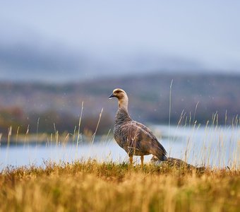 Магелланов гусь, Аргентина