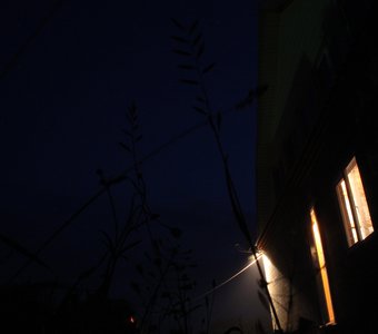 Ночь, дом, растения