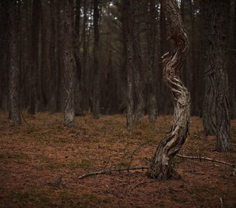 "Танцующий" лес на Куршской косе.