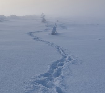 Я вышел из тумана