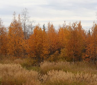 Краски осени