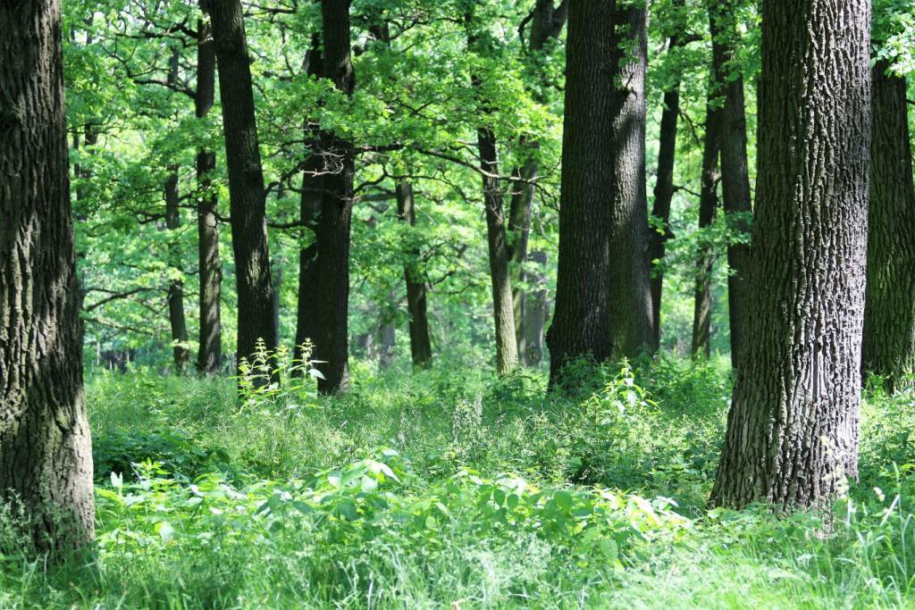 Лес стволы деревьев. Дуб в широколиственных лесов. В лесу росло 99 красивых дубков. Вырос в лесу. Дуб черешчатый саженцы.